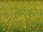 FZ029074 Buttercups.jpg